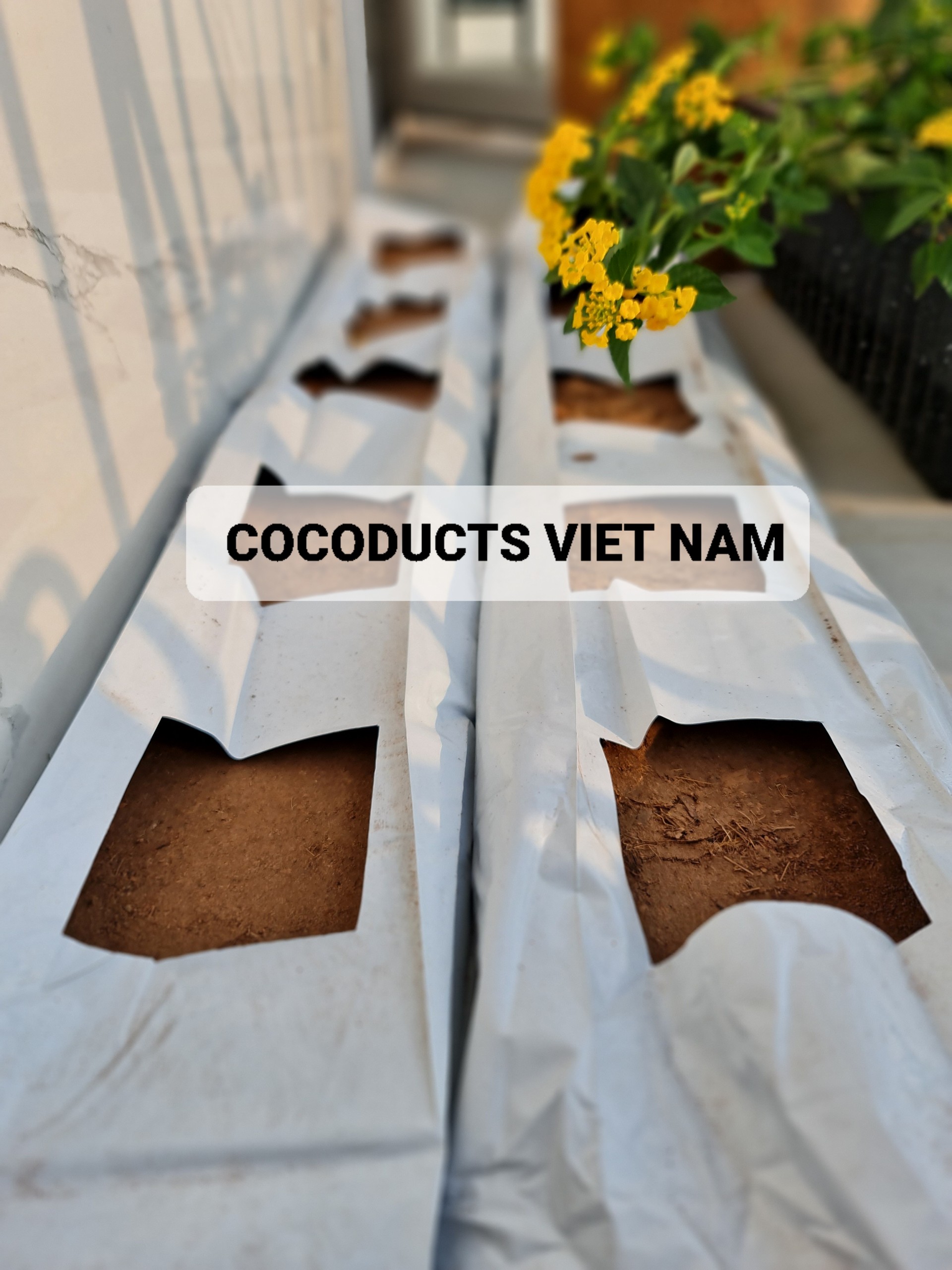 Mụn dừa ép thẻ