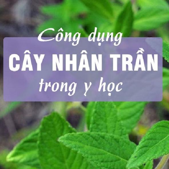 Hạt giống cây dược liệu nhân trần- 1 gói 200 hạt-ADCVV