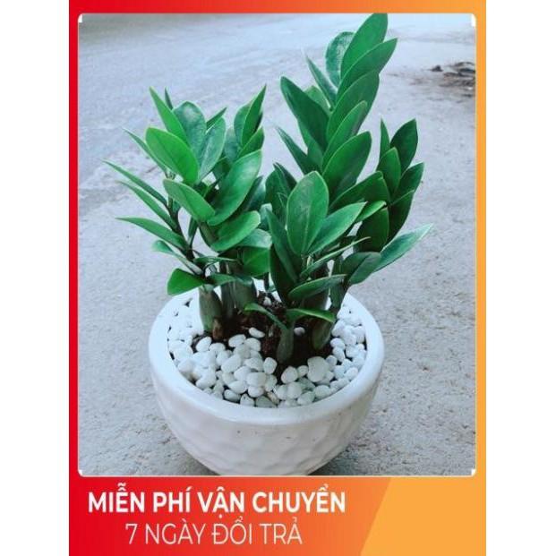 Chậu Kim Tiền