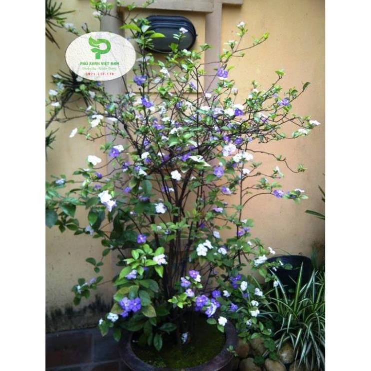 Hoa Nhài Nhật Hoa Đẹp, Dáng Cao, Nhiều Nhánh