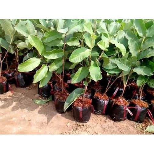 COMBO 2 CÂY ỔI KHÔNG HẠT - Hàng cây giống chuẩn F1