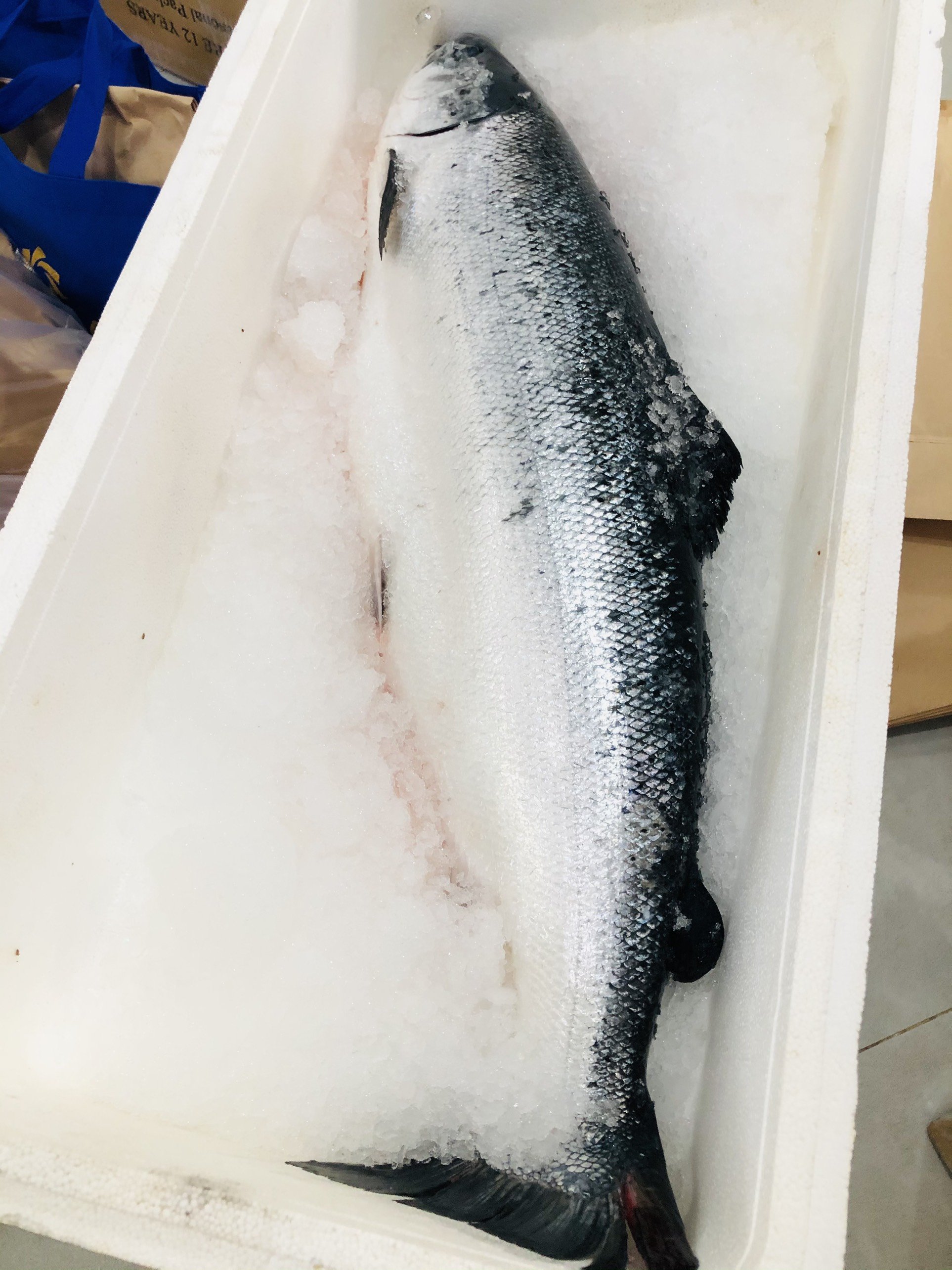 Cá hồi Nauy nguyên con -1 kg