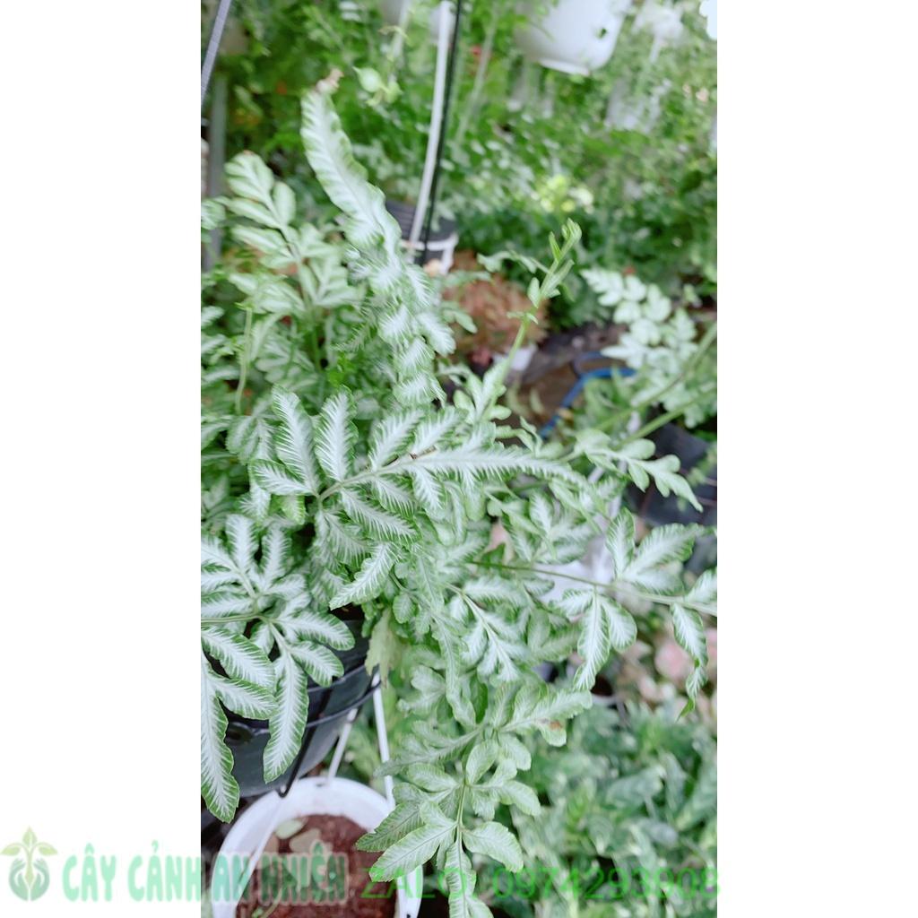 Dương Sỉ Lá Trắng