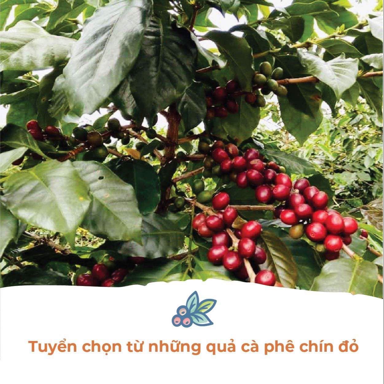 Cà Phê (Cafe) Nguyên Chất Robusta Hữu Cơ Rang Mộc 100% berry culi - Vanbina Coffee Single origin ( Dạng hạt)