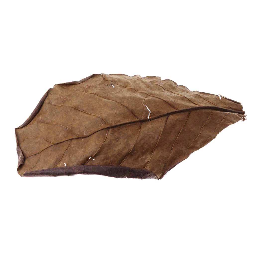 30x Premium Grade Catappa Indian Almond Leaves Perfect for Breeding & Hiding