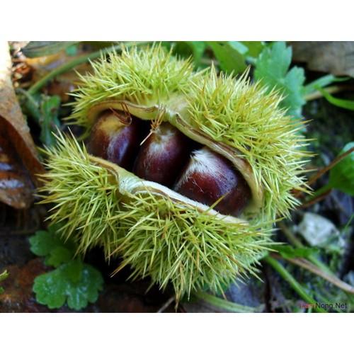 CÂY GIỐNG CÂY HẠT DẺ TRÙNG KHÁNH
