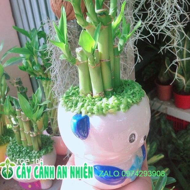 Chậu Trúc Phát Tài