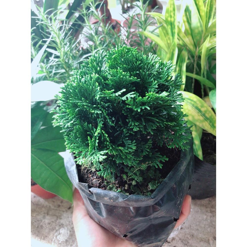 Cây Tùng Trắc Hay Trắc Tùng