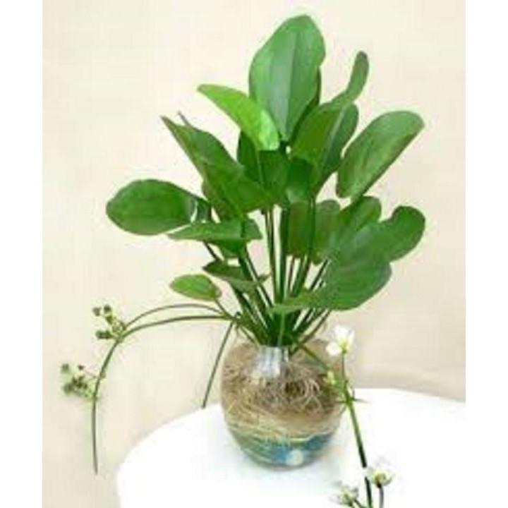 Cây Bách thủy tiên - Cây tạo Cảnh đẹp - tốt cho phong thủy