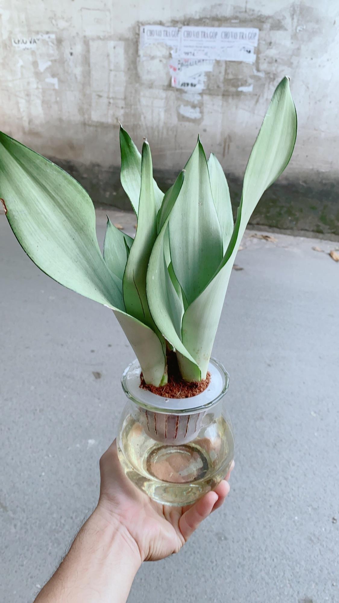 Chậu Lưỡi Hổ Bạc Thuỷ Canh