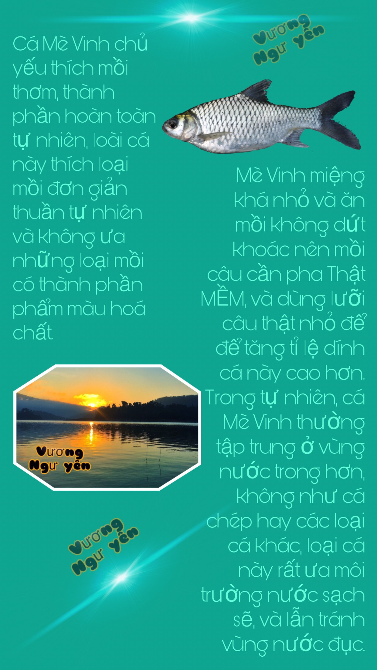 6 gói Mồi câu cá Mè Vinh - Dưng - Mề Dảnh / Vương Ngư Yên / bột / cước / thẻo / cần câu / ô dù / ghế câu / lưỡi câu