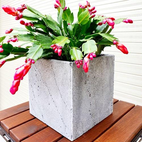 Combo 4 chậu trồng hoa vuông đá tổ ong tự nhiên không cần tưới nhiều nước
