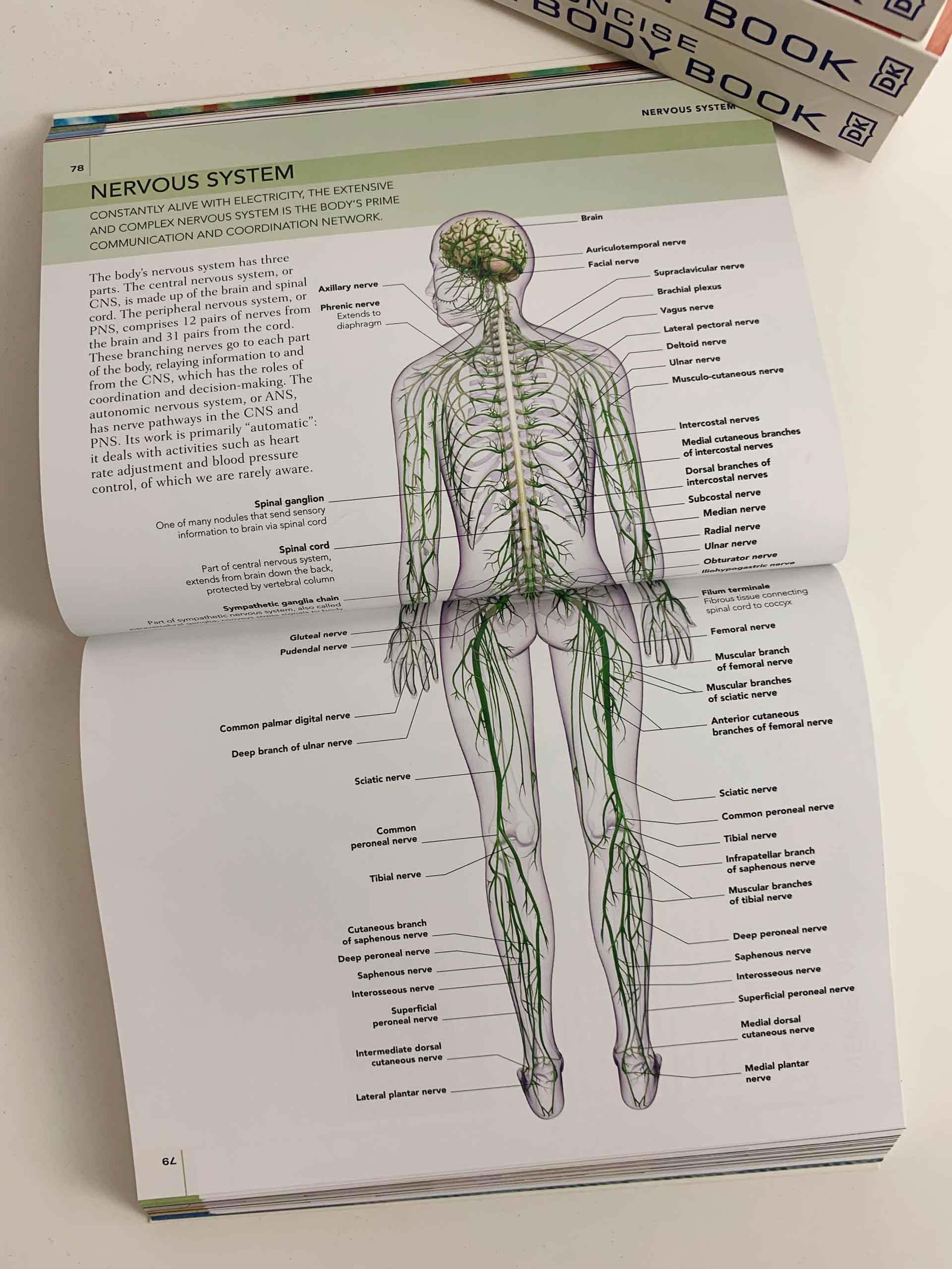 The Concise Human Body Book: An illustrated guide to its structure, function and disorders