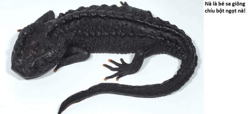 không xóa sổ con người được!! chapter 26.3 9