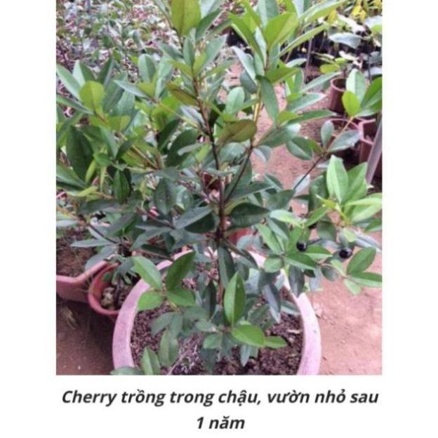 Cây cherry Brazil