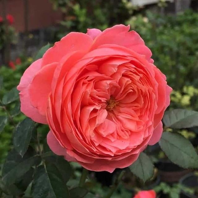 Hoa hồng flamigo- bầu to cây lớn trưởng thành