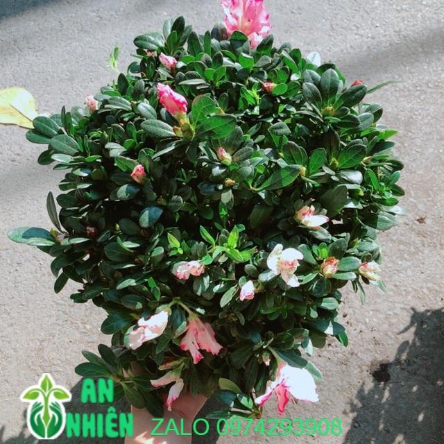 Cây Đỗ Quyên Size Lớn