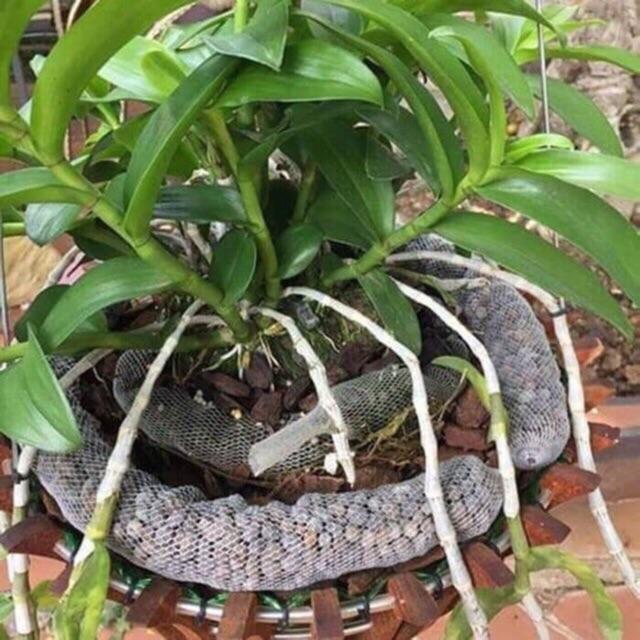 PHÂN DÊ ĐÓNG TÚI ĐÃ QUA XỬ LÝ
