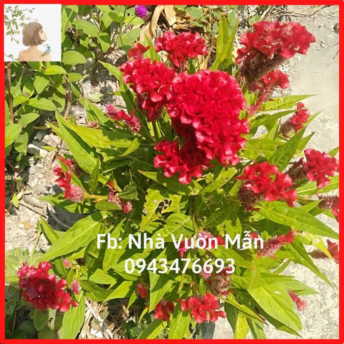 100 Hạt Hoa Màu Gà Búa