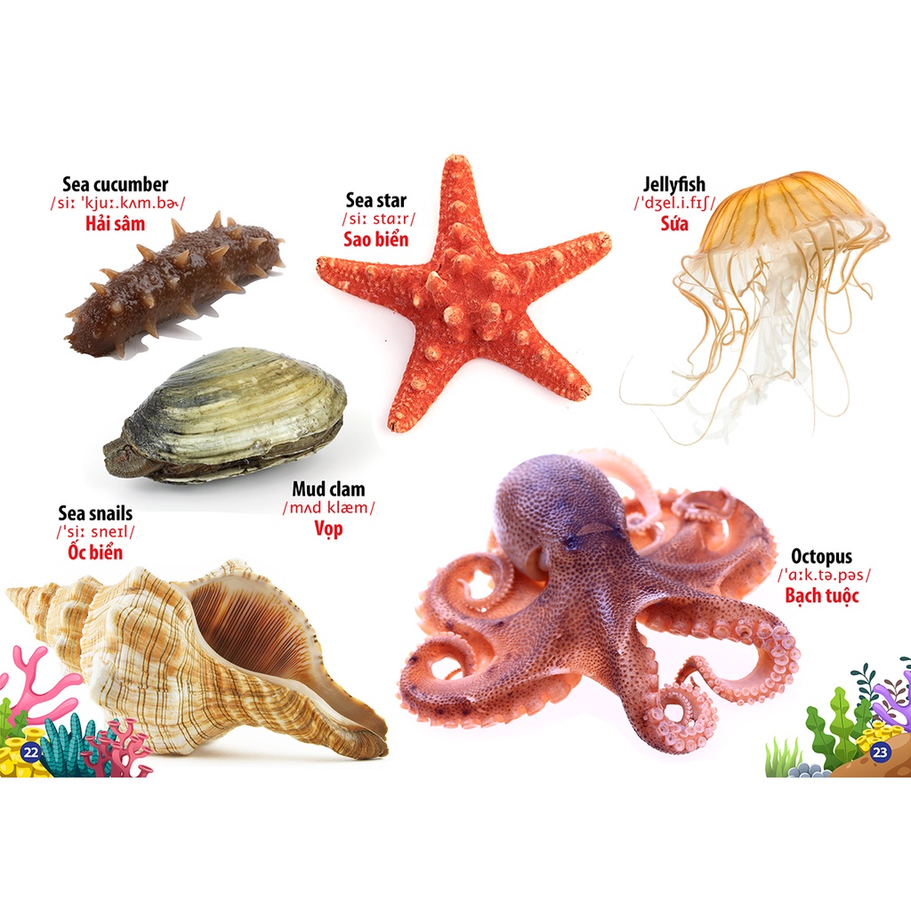 Sách Từ Điển Bằng Hình - Động Vật Dưới Nước