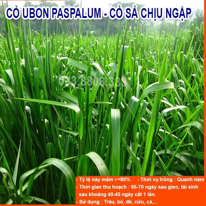 Combo 5 Loại Hạt Giống Cỏ Chăn Nuôi - Hạt Cỏ Voi, Mombasa Ghine, Yến Mạch, Paspalum, Alfalfa Linh Lăng (mỗi loại 50g)