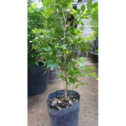 COMBO 03 CÂY NGUYỆT QUẾ CÂY - CÂY BONSAI - CÂY GIỐNG NGUYÊN BẦU TO KHỎE