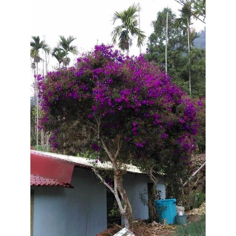 Com bo 10 Cây giống sim tím