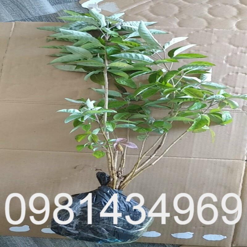 Cây Ngũ Trảo Giống Khỏe Mạnh
