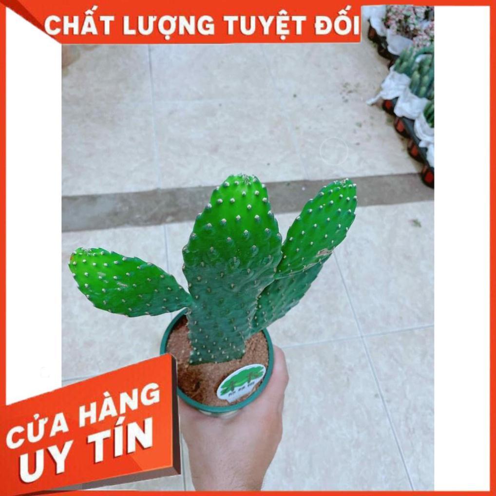 Xương rồng Nhiều Người Mua