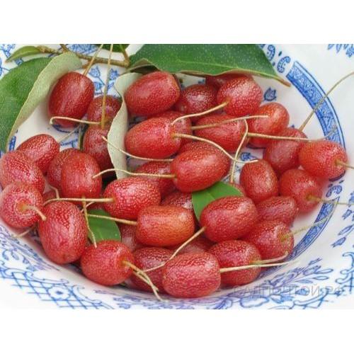 Cây giống Nhót ngọt MỸ SIÊU QUẢ .