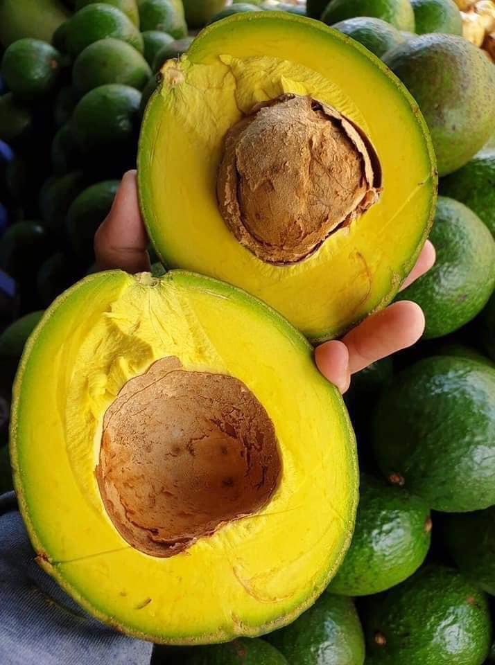 Cây giống Bơ Booth 7