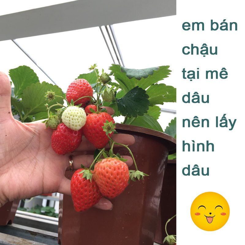 10 CHẬU nhựa trồng cây E320 chất lượng dáng cao giữ ẩm được lâu hơn đường kính 26.5x25cm-77496