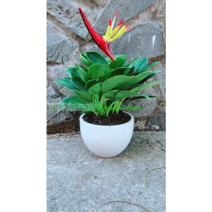 Chậu Cây Trầu Bà Đế Vương Xanh