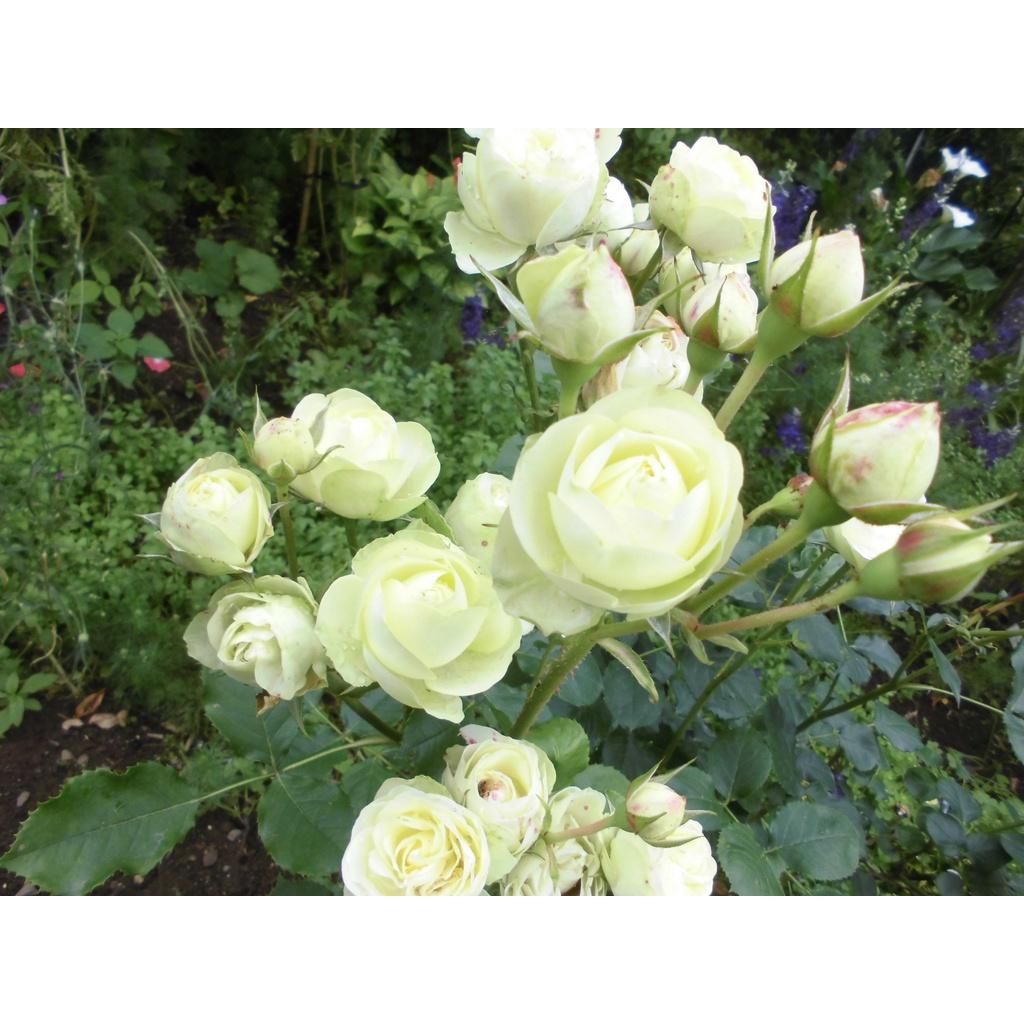 Hoa hồng ngoại Creamy Eden màu xanh bơ cốm - cây giống rễ trần