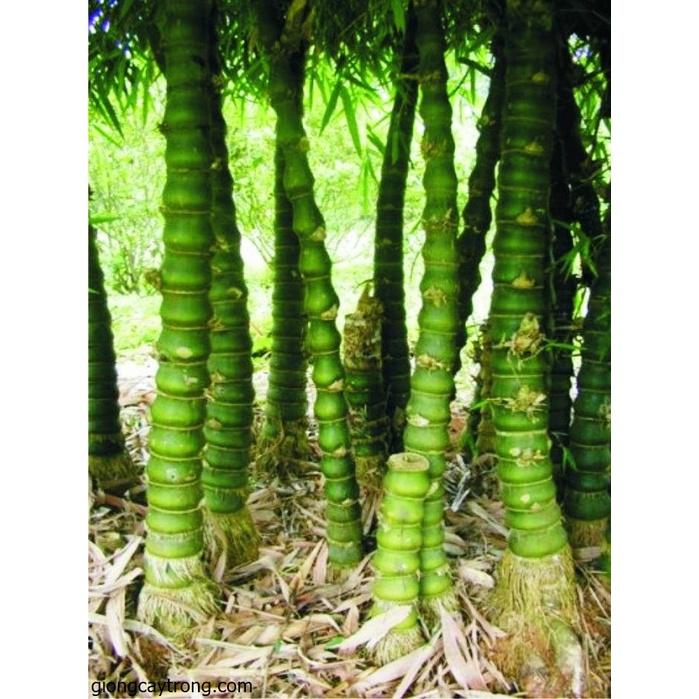 Cây Trúc đùi ếch