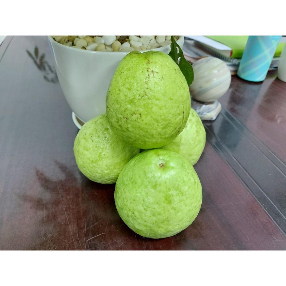 CÂY GIỐNG ỔI NGỌT ĐÀI LOAN SIÊU NGON SIÊU QUẢ- CAM KÊT GIỐNG CHUẨN F1 + Tặng 01 cây dâu da đất