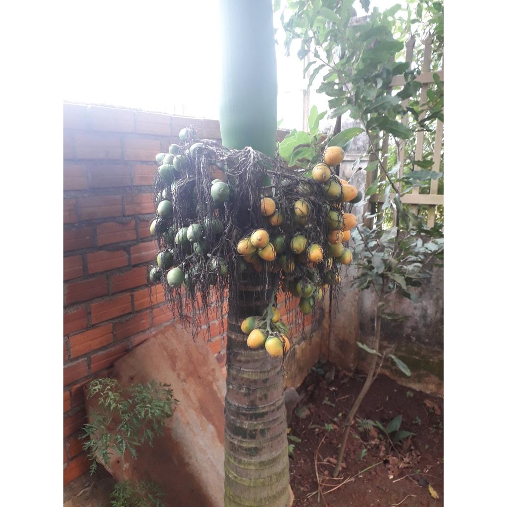 CÂY GIỐNG CAU LAI