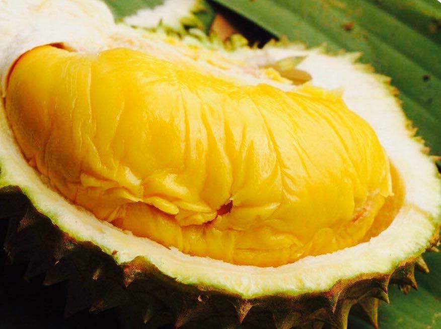 CÂY GIỐNG SẦU RIÊNG MUSANG KING [ CÂY GHÉP CHO QUẢ SỚM ].