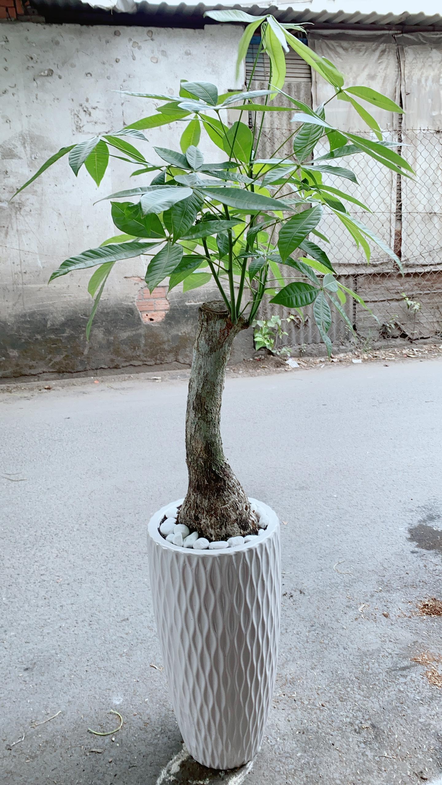 Chậu Kim Ngân Một Thân Lớn
