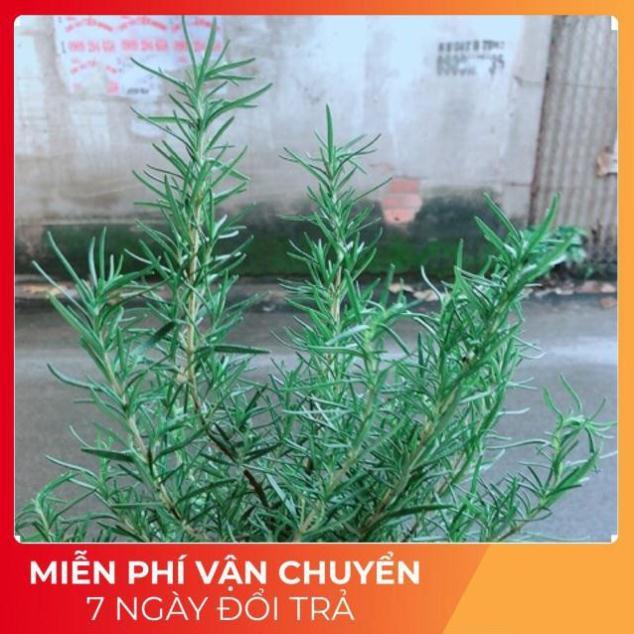 Hương Thảo