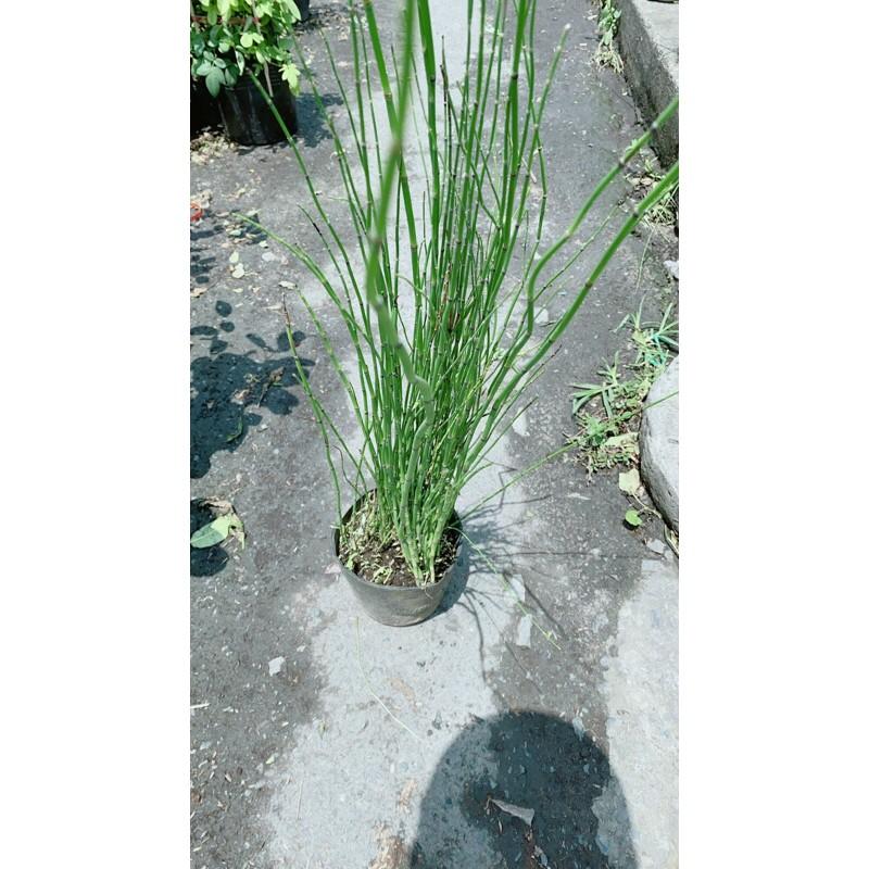 Cây Thuyền Trúc