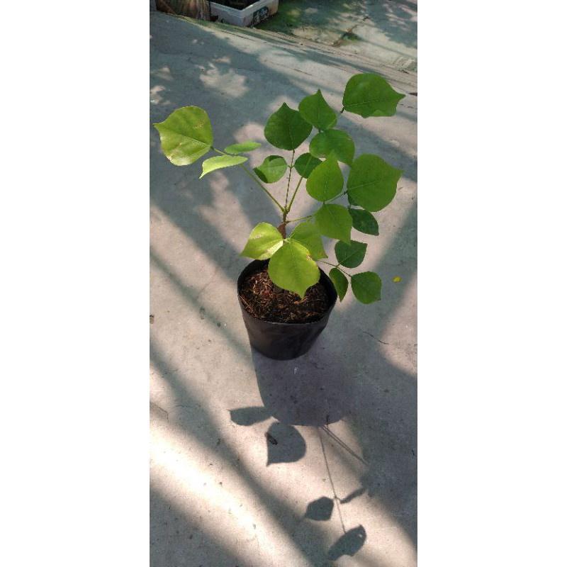 Cây lá vông nem giống -cây ươm bầu