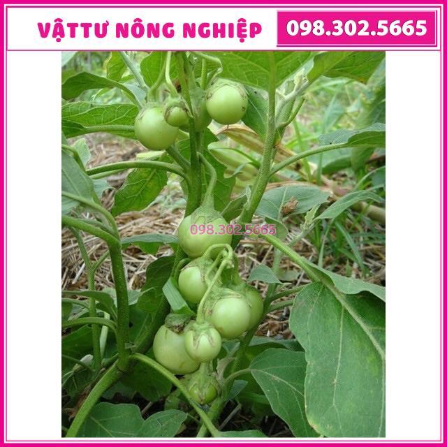 Cà pháo xanh cao sản gói 2gr và 5gr