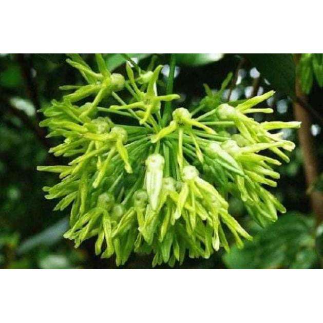 Cây Giống Hoa Thiên Lý