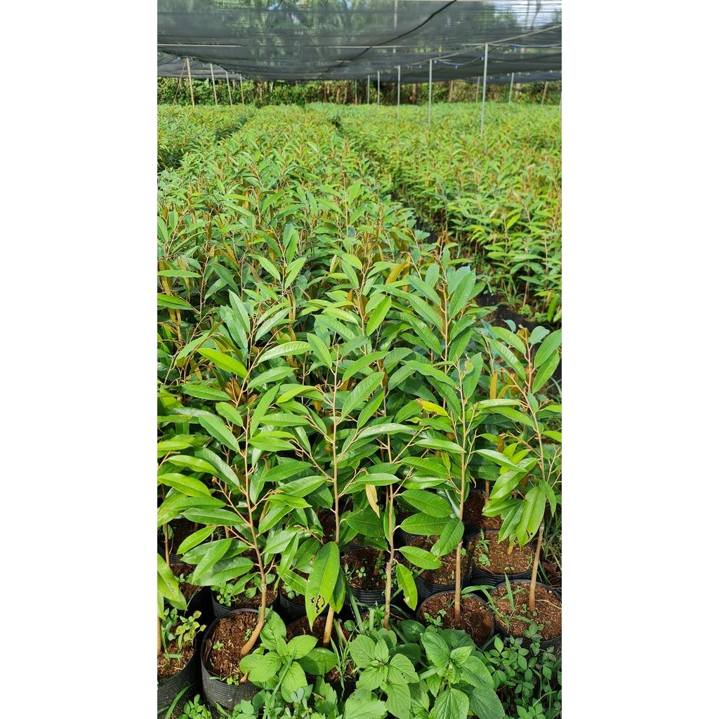 CÂY GIỐNG SẦU RIÊNG BLACK THORN