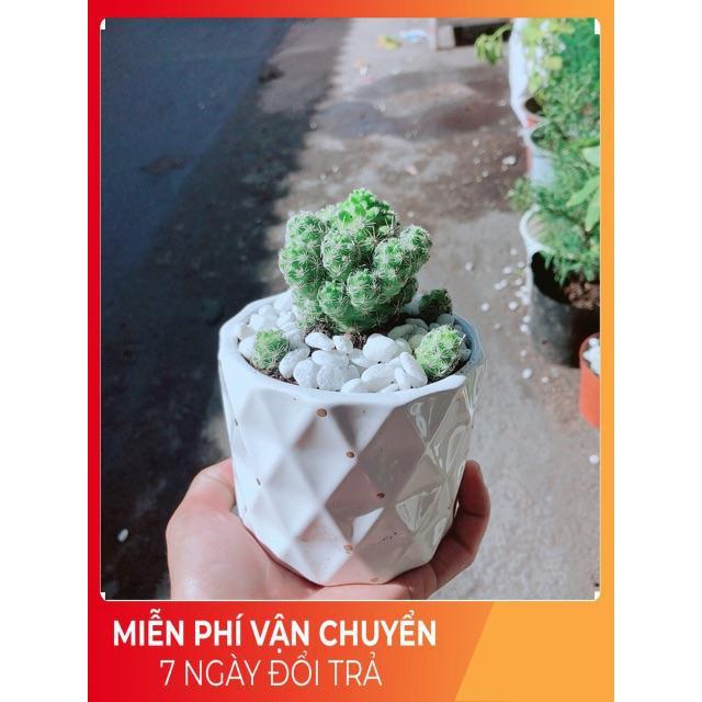 Chậu Xương Rồng Trứng Chim