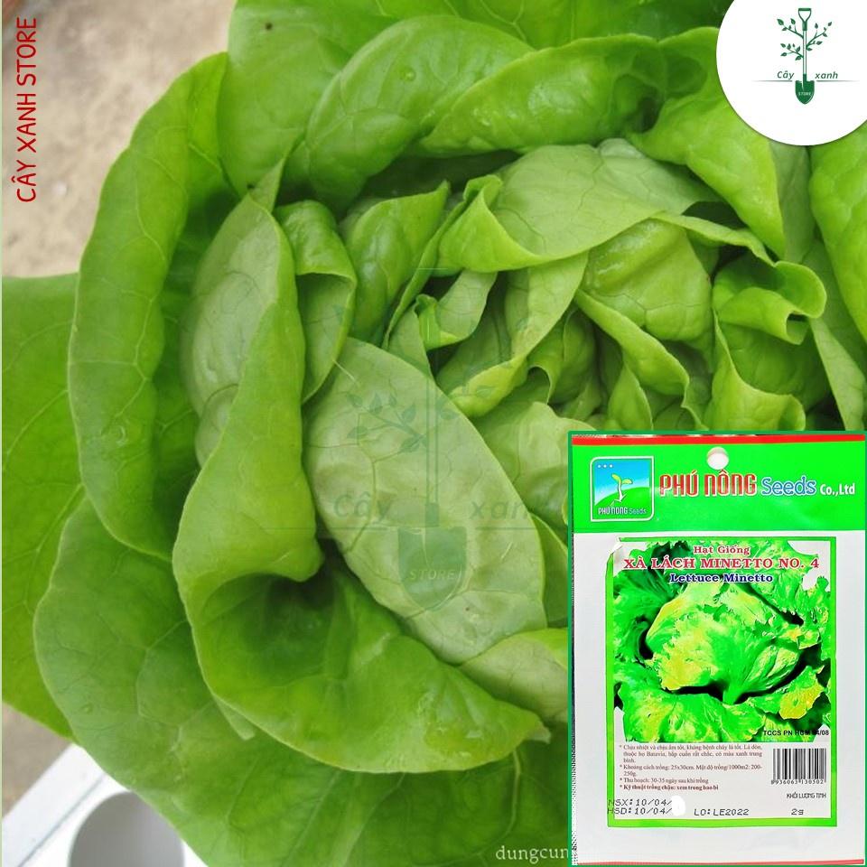 Hạt Giống Xà Lách Búp Đăm, Cuốn Búp Chắc, Kháng Bệnh, Chịu Mưa - Phú Nông Seeds