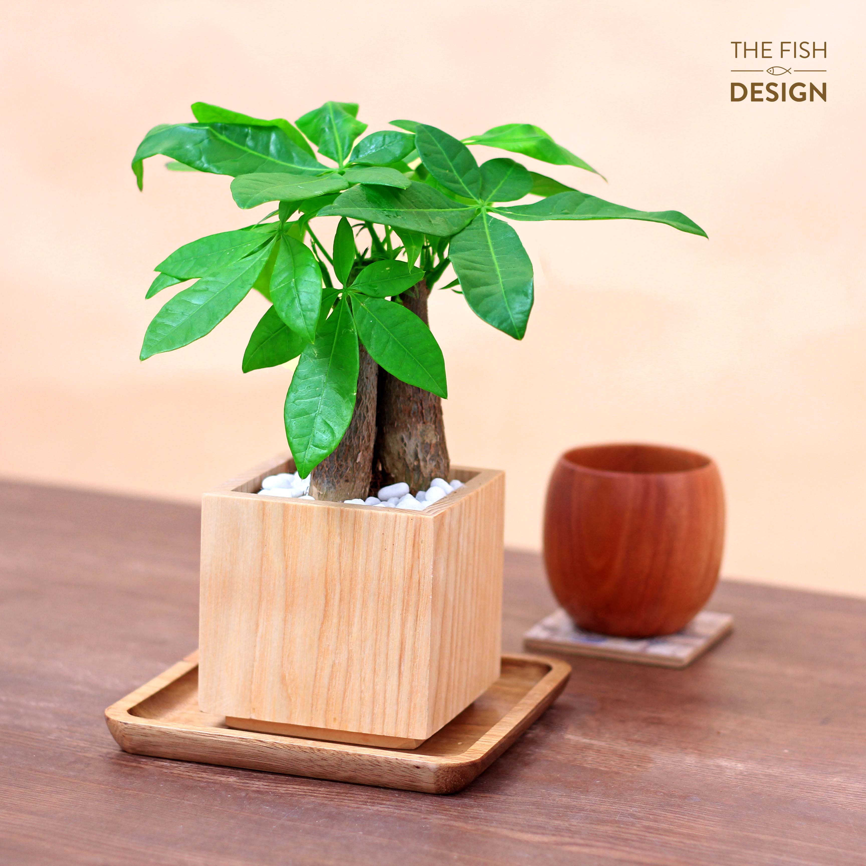 Chậu cây Kim ngân 3 thân thanh lọc không khí, sinh tài lộc giữ của cải, hợp với người mệnh Mộc và mệnh Hoả | THE FISH SIZE M | The Fish Design