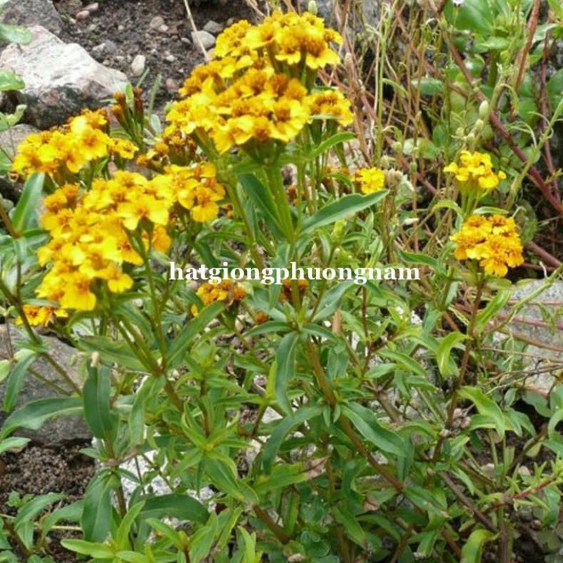 50H - HẠT GIỐNG BẠC HÀ MEXICO