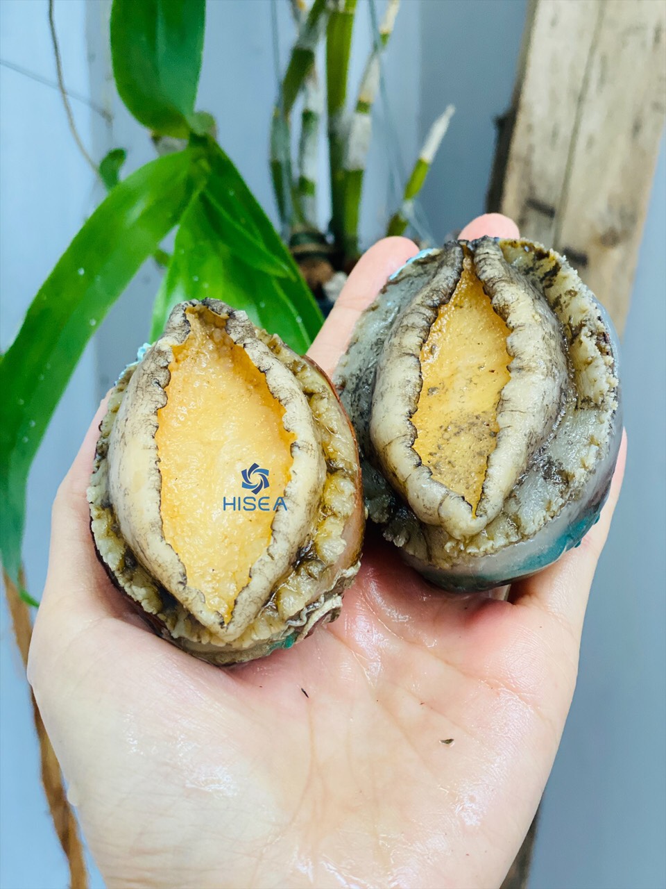 Bào ngư Chile - 1kg